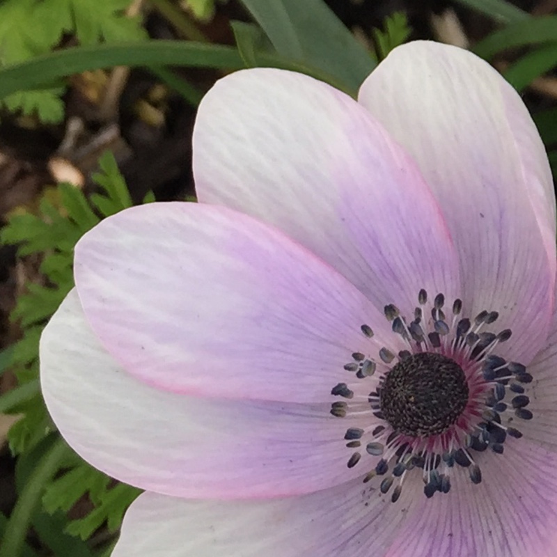 Plant image Anemone coronaria de caen 'Mr Fokker'