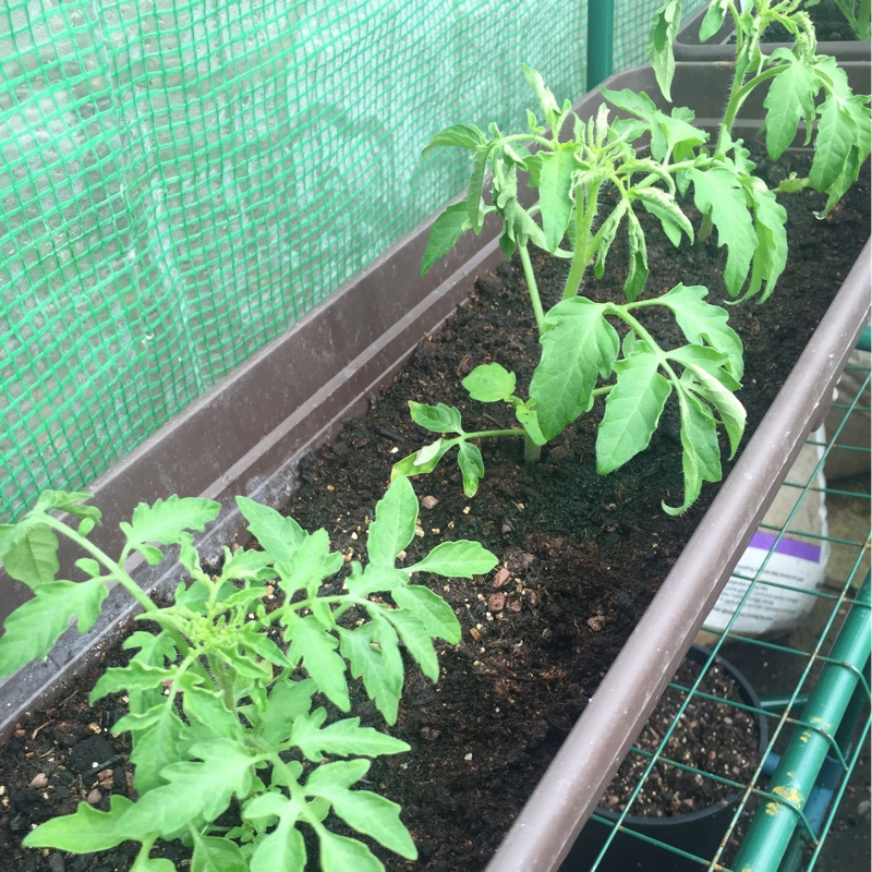 Plant image Solanum Lycopersicum 'Principe Borghese'