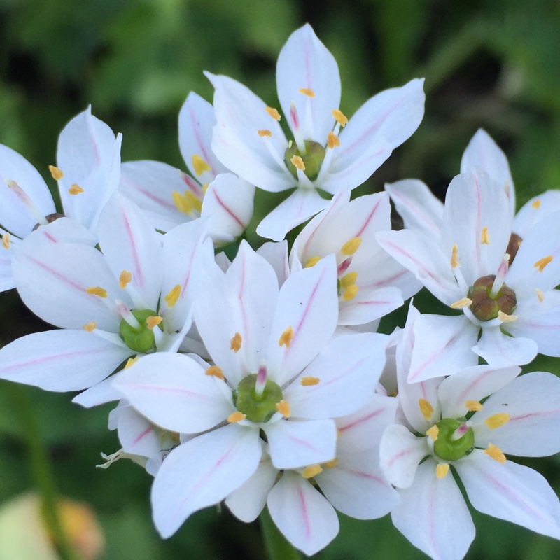 Plant image Allium subvillosum syn. Allium subhirsutum subsp. subvillosum