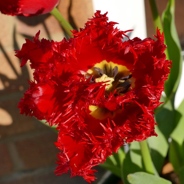 plant image 1009169