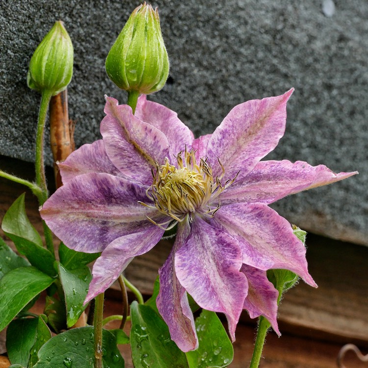 plant image 1026181