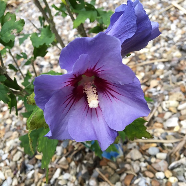 Plant image Hibiscus syriacus 'Marina'