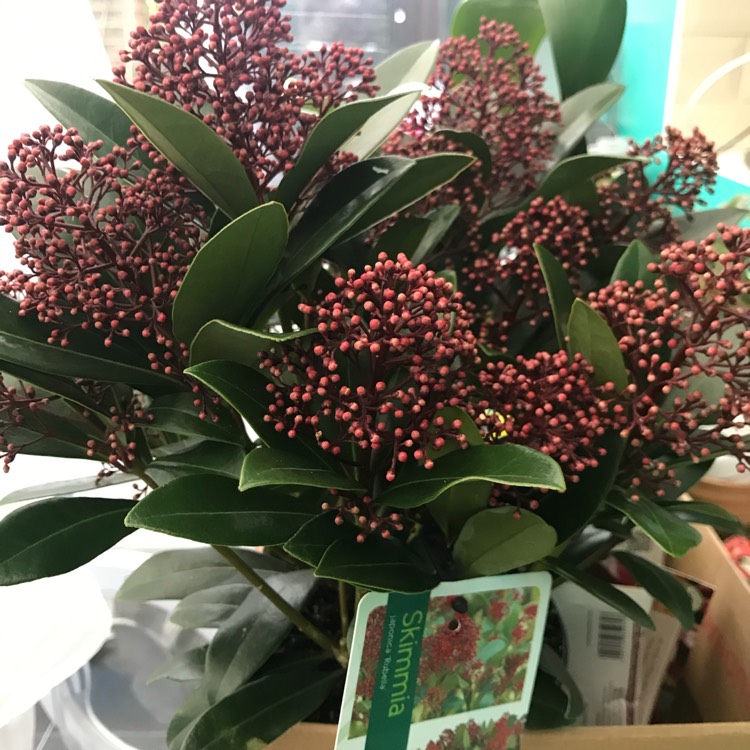 Plant image Skimmia japonica 'Rubella'