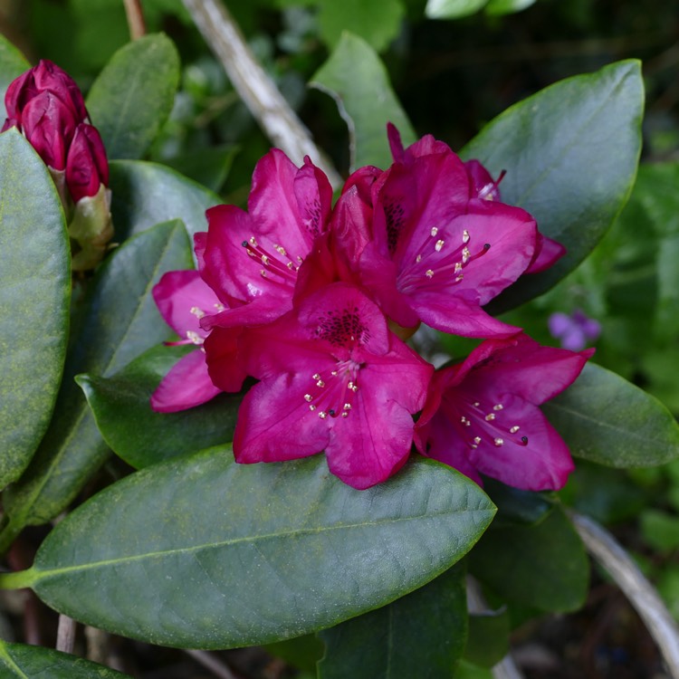 Plant image Rhododendron 'Polarnacht' syn. Rhododendron 'Polar Night'