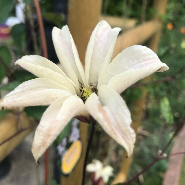 Plant image Clematis texensis 'Princess Kate'