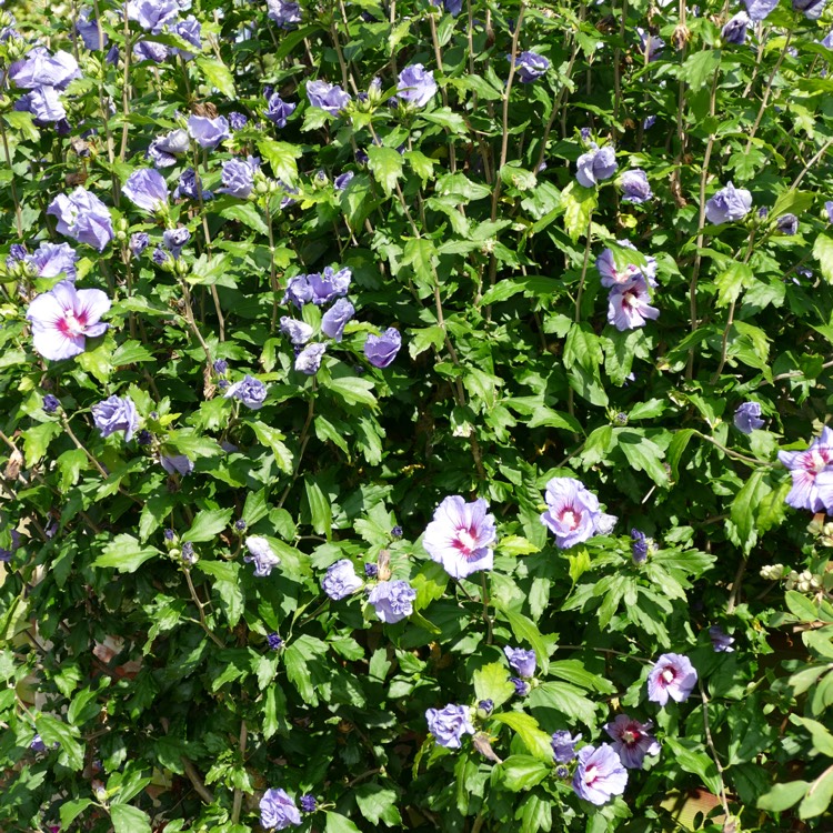 plant image 563382