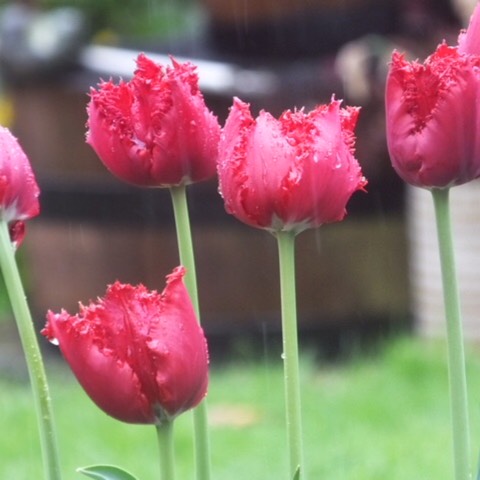 Plant image Tulipa 'Maywood'