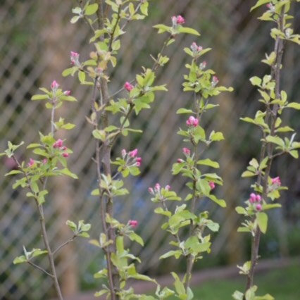 plant image 680447