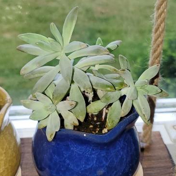 xGraptosedum Francesco Baldi
