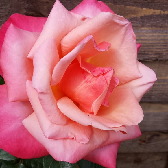 Rose 'The Children's Rose'