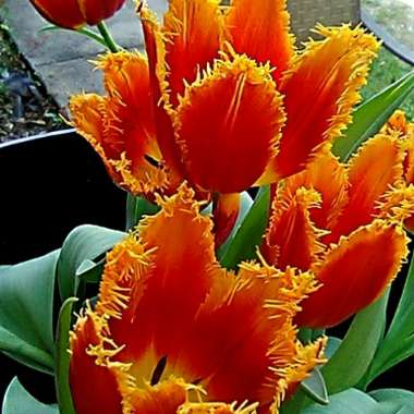 Jamila's garden
