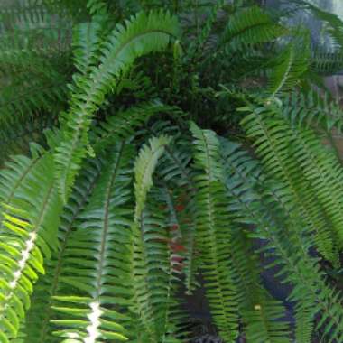 Boston Fern 'Green Fantasy'