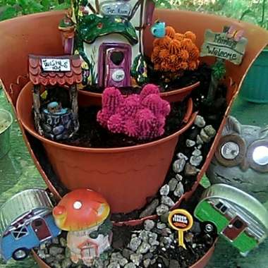 Jamila's garden