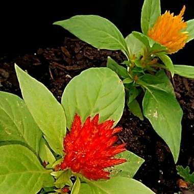 Jamila's garden