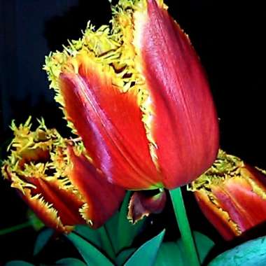 Tulip 'Fire Wings' (Lily-flowered)