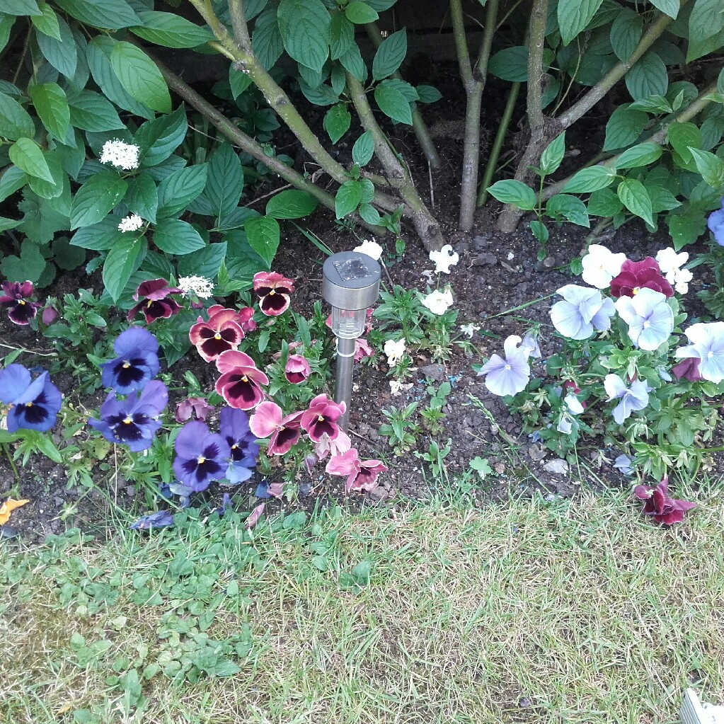Plant image Viola Matrix Midnight Glow