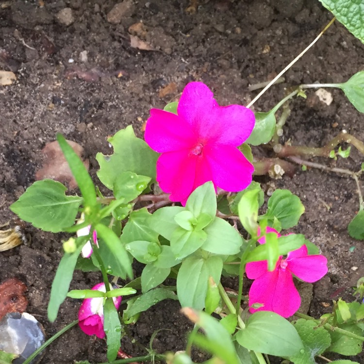 plant image 547726