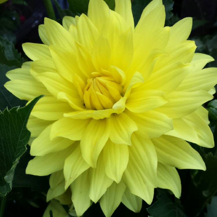 Plant image Dahlia 'Yellow Star'