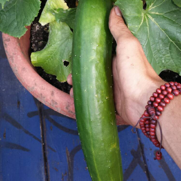 Plant image Cucumis sativus