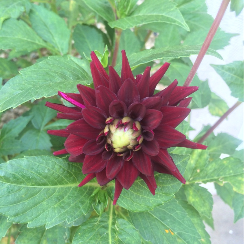 Dahlia (Bedding Varieties)