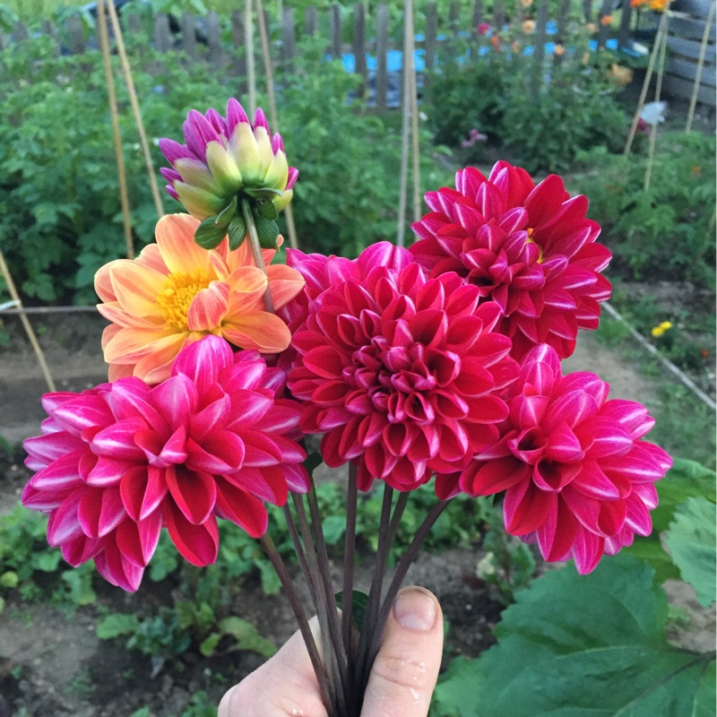Dahlia