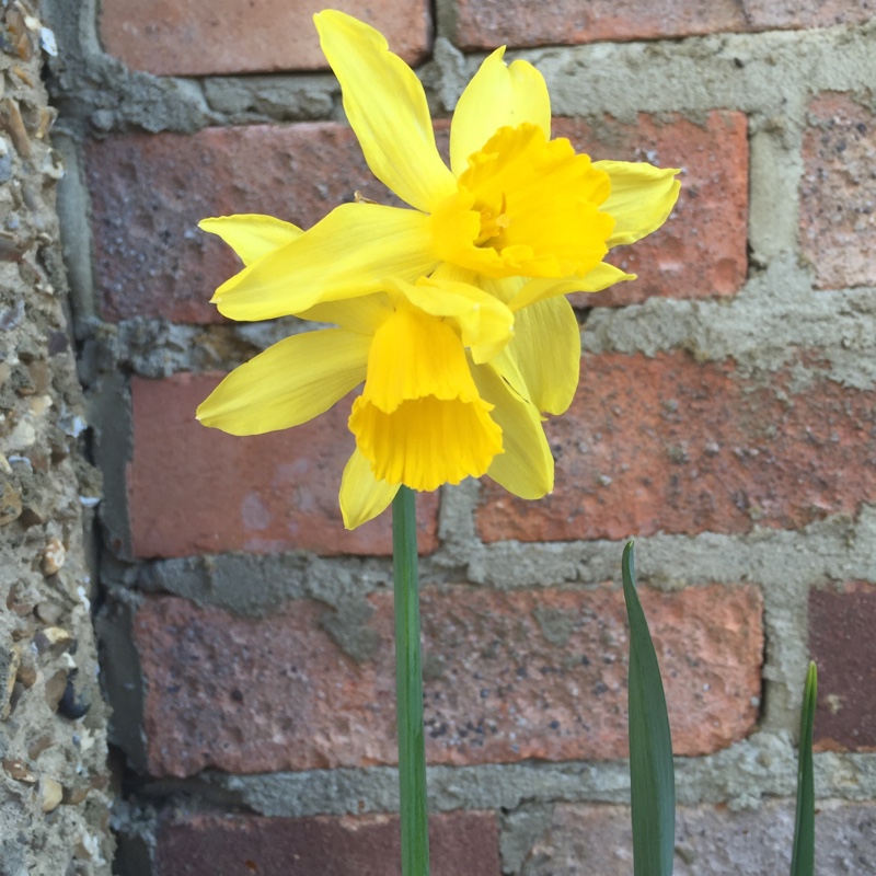 Narcissus
