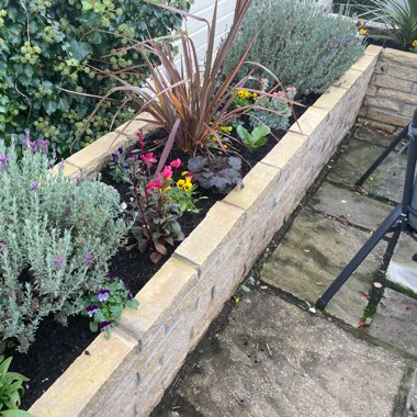 James's garden