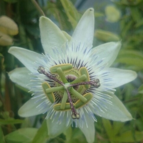 Plant image Passiflora caerulea 'White Lightning'