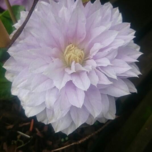 Plant image Clematis 'Beauty Of Worcester'