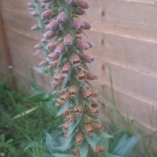 Digitalis