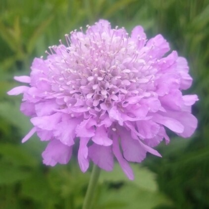 Scabiosa 'Pink Mist'