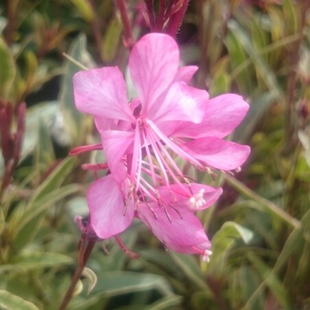 Oenothera lindheimeri 'Gaudros' (Geyser Series) syn. Oenothera lindheimeri 'Geyser Pink', Gaura lindheimeri 'Geyser Pink'