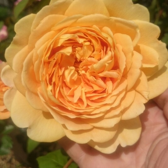 Plant image Rosa 'Golden Celebration'