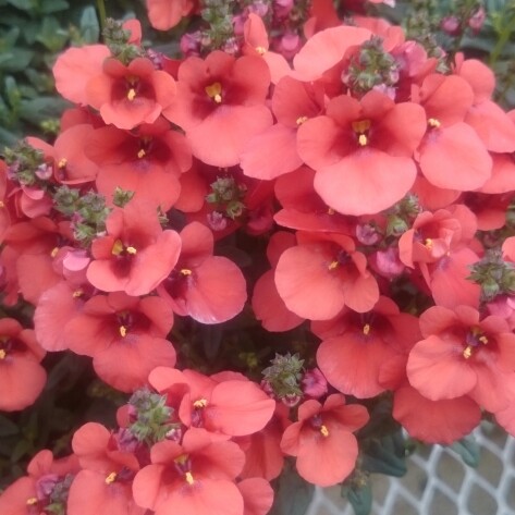 Diascia 'Juliet Red'