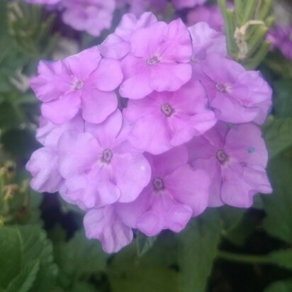plant image 185790
