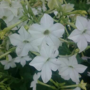 Nicotiana