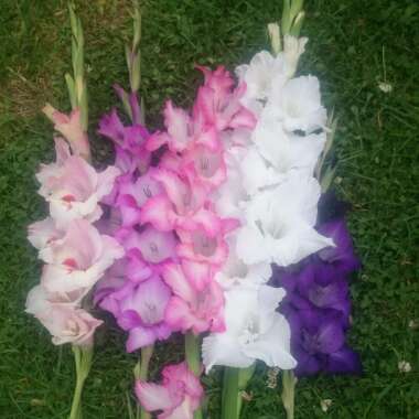 Gladiolus