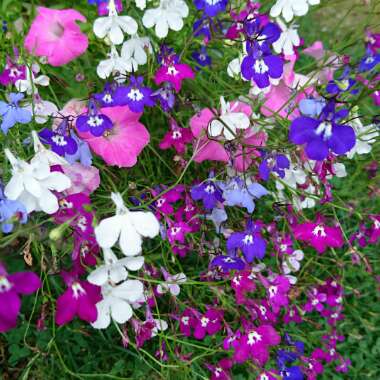 Lobelia Erinus 'Blue with Eye Palace'