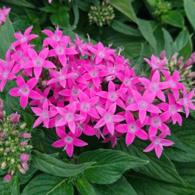 Pentas