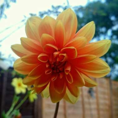 Dahlia