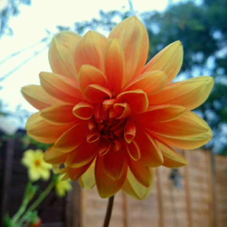 plant image 216000