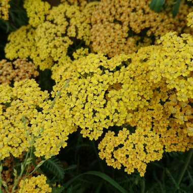 Achillea 'Terracotta'