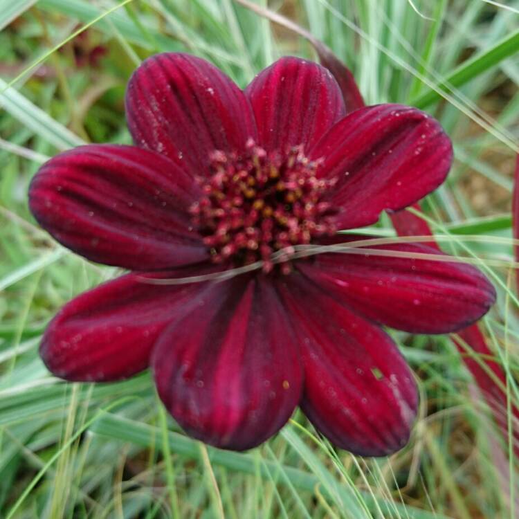 Plant image Cosmos atrosanguineus 'Chocamocha' syn. Cosmos atrosanguineus 'Thomocha'