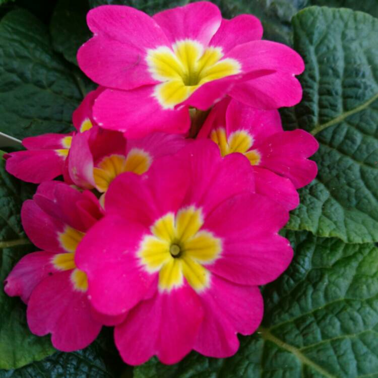 plant image 231572