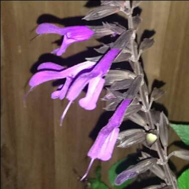 Salvia Guaranitica 'Black and Blue'
