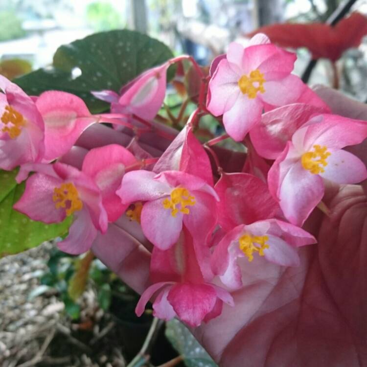 Plant image Begonia (Tuberous)