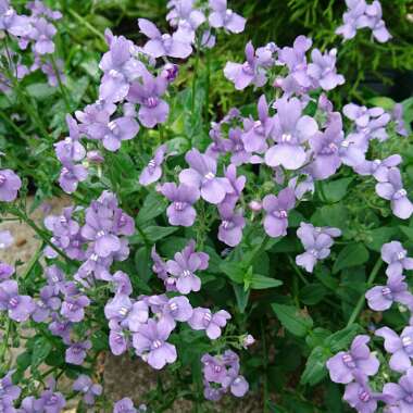 Nemesia