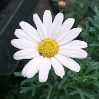 Argyranthemum