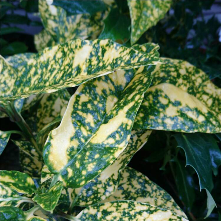 Plant image Aucuba japonica 'Golden King'