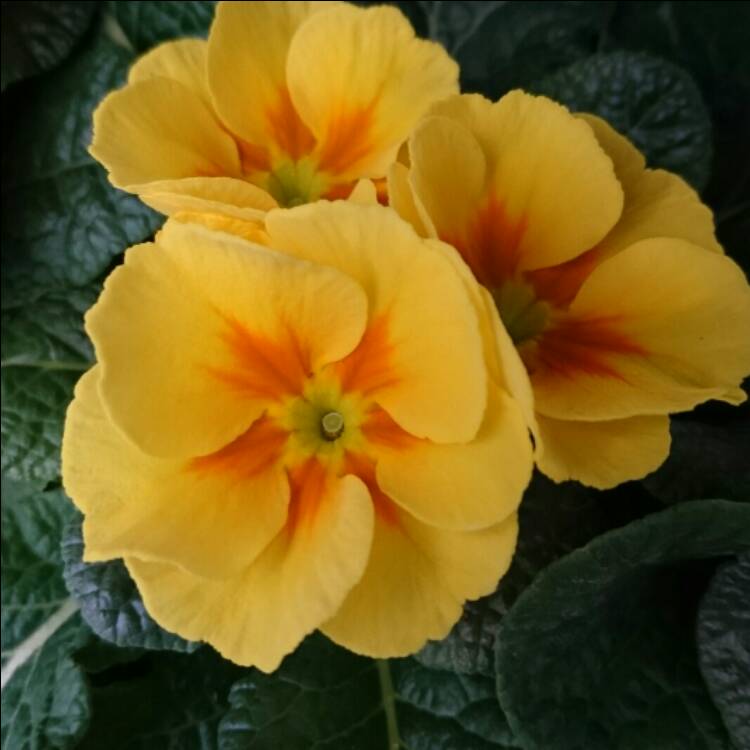 plant image 292270